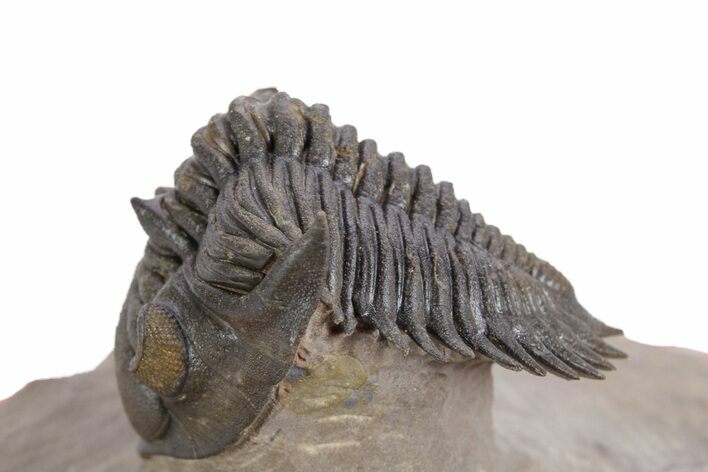 Flying Metacanthina Trilobite - Lghaft, Morocco #359168